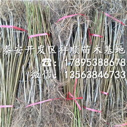 曙光油桃樹苗 種植技術、市場報價與咨詢服務指南