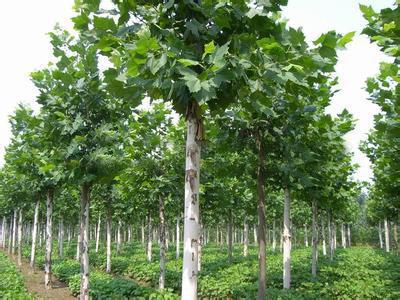 一級(jí)白蠟樹市場(chǎng)行情與棗莊苗木種植技術(shù)全解析