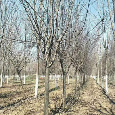 重慶6公分染井吉野櫻花價(jià)格解析及金山苗木種植技術(shù)咨詢