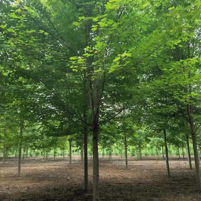 邳州紹剛苗木 十公分美國紅楓價格參考與種植養護指南