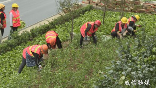 威信長征路景觀綠化節點 生態與美學的融合實踐